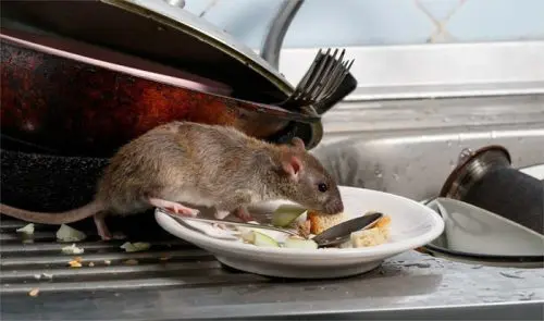 Rat dans une cuisine professionnelle
